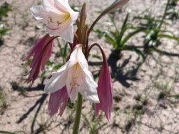 Crinum paludosum inflorescence